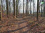 Wir tauchen in schattigen Wald ein...