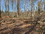 ...lichtet sich der Wald...