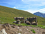 Kühe am Ufer der Ova d´Es-Cha