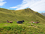 Kühe auf den weiten Wiesen oberhalb der Alp Arpiglia