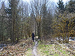 Unser Forstweg geht in einen kleinen Waldpfad über