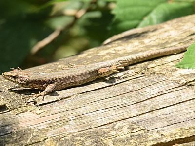 Ein Salamander im trockenen Flussbett des Rio Secco