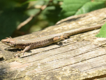 Ein Salamander im trockenen Flussbett des Rio Secco