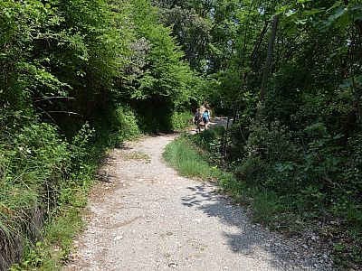 Dieser mündet erneut auf einen Fahrweg, dem wir nach links folgen
