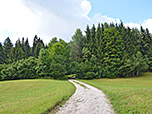 Wir steuern auf ein Waldstück zu