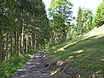 Wir tauchen für einige Zeit in den Bergwald ein...