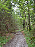 ...und verlassen diesen später über einen Forstweg
