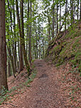 Ein Waldweg...