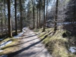 Im Halbschatten spazieren wir durch den Wald