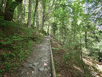 Durch den Wald steigen wir auf...