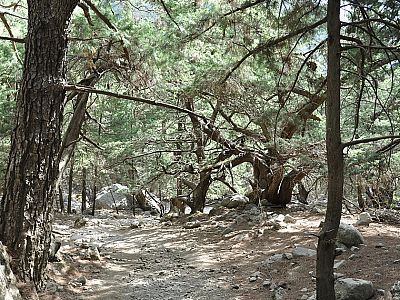 Der Weg im wohltuenden Schatten der Bäume