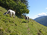 Neugieriger Beobachter