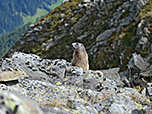 Aufmerksames Murmeltier