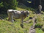Kühe an der Plitschalm