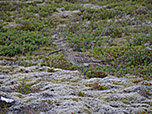 Brachvogel