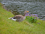 Wildgans an der Öxará