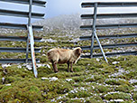 Schaf an den Lawinenverbauungen