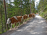 Nicht nur Radler und Wanderer sind im Hinterautal unterwegs
