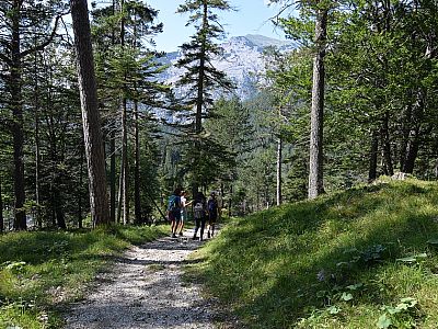 Durch den Wald geht es bergab