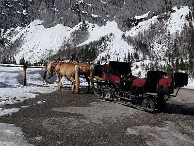 ... machen die Haflinger Pause