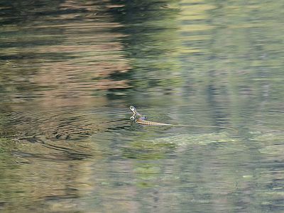 Eine Ringelnatter beim Schwimmen