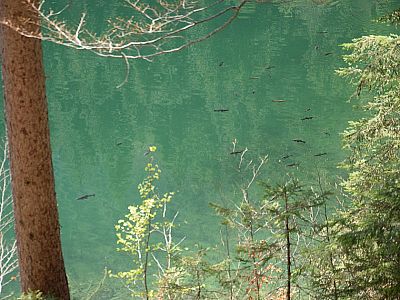 Der Eibsee beherbergt auch jede Menge Fische