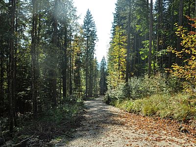 Ohne nennenswerte Steigung wandern wir durch den Wald 