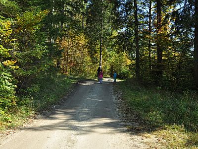 Wir tauchen in den Wald ein