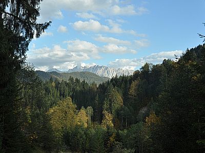 Der Wald wird dichter