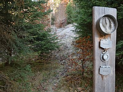 Wer röhrt denn da im Wald?