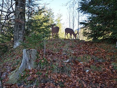 Blechkameraden grasen im Wald
