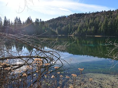 Malerisch spiegeln sich die Bäume im See