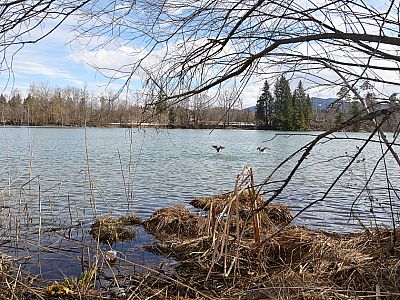 Enten setzen auf dem Stausee zur Landung an