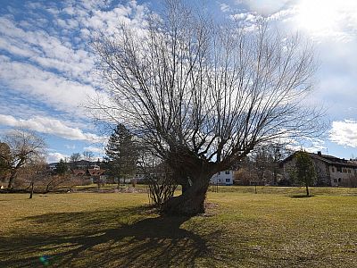 Malerisch wirft der knorrige Baum seinen Schatten auf die Wiese