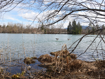 Enten setzen auf dem Stausee zur Landung an