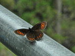 Ein Schmetterling auf dem Steggeländer
