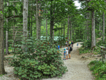 Auch einen Kletterwald gibt es am Eingang der Leutaschklamm