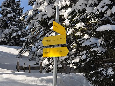 Weiter links auf dem Hauptweg zur Oberen Firstalm