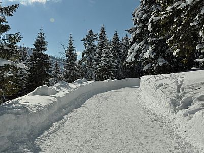 Noch ein paar Meter auf dem flachen Forstweg...