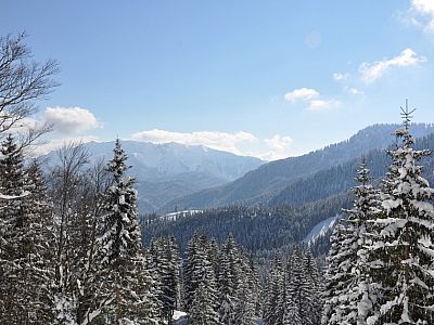 Der Blick zwischen den Bäumen zum Sonnwendjoch (1986 m)