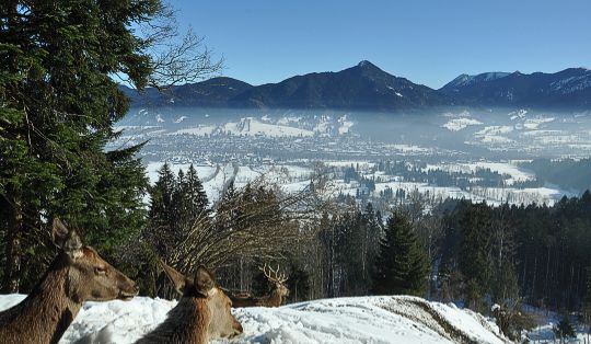 Reiseralm bei Lenggries - Winterwandern und Rodeln 