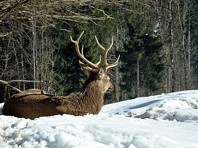 ...und auch das Familienoberhaupt.