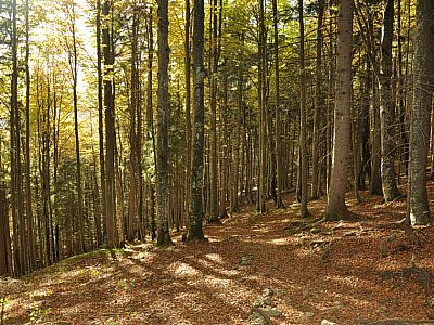 Diesmal geht es ohne Stufen...