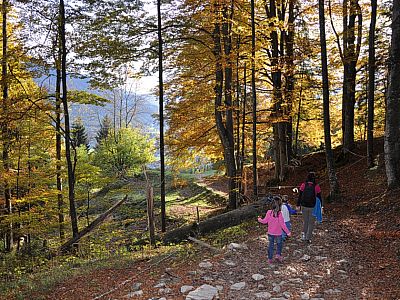 Der Wald lichtet sich.