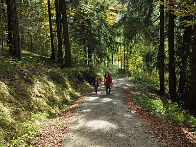 Auf der Forststraße geht ...