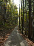 ... ein bisschen der Weg durch den Wald...