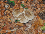Überall sprießen Pilze aus dem Boden