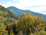 Herbstwald vor dem Wallberg