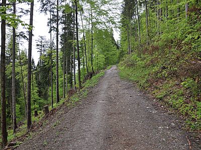 ... und folgen dem Weg durch den Wald