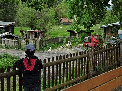Lautstark schnattern die Gänse